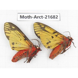Arctiidae sp. China, Yunnan, Dali, C of Mt.Cangshan. 2F. Moth-Arct-21682.
