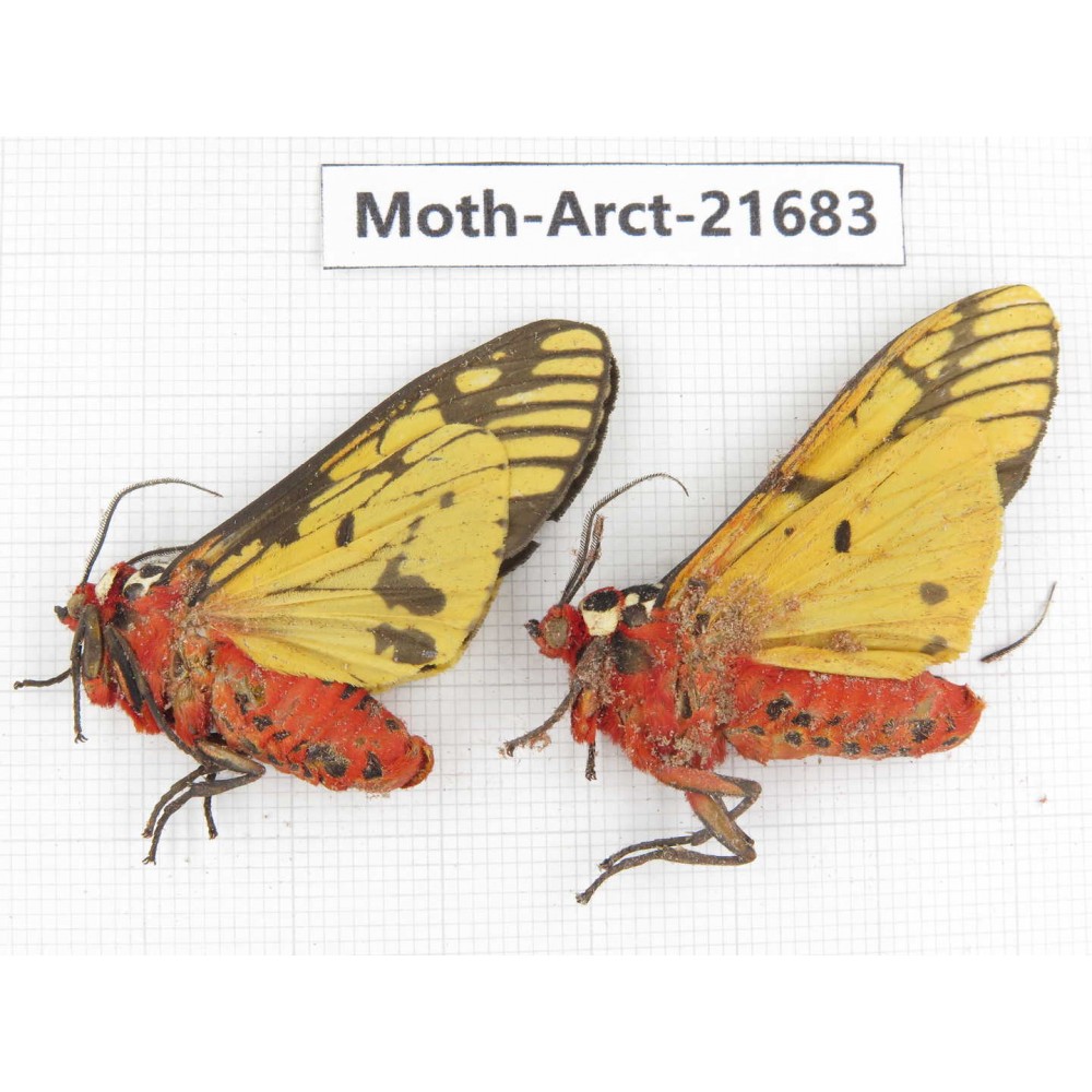 Arctiidae sp. China, Yunnan, Dali, C of Mt.Cangshan. 2F. Moth-Arct-21683.