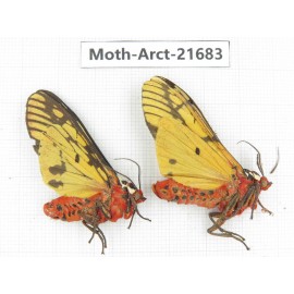 Arctiidae sp. China, Yunnan, Dali, C of Mt.Cangshan. 2F. Moth-Arct-21683.