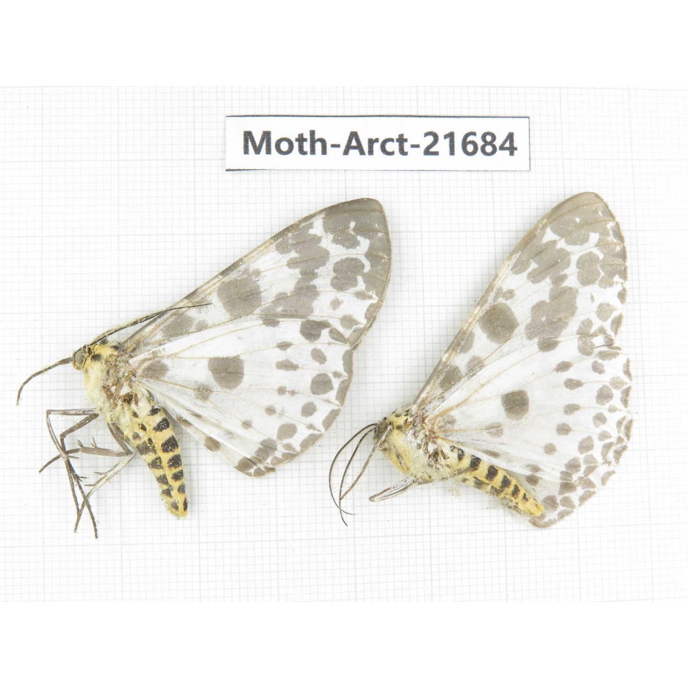 Arctiidae sp. China, Yunnan, Dali, C of Mt.Cangshan. 2Pcs. Moth-Arct-21684.