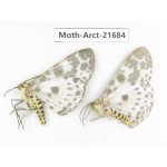 Arctiidae sp. China, Yunnan, Dali, C of Mt.Cangshan. 2Pcs. Moth-Arct-21684.