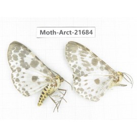 Arctiidae sp. China, Yunnan, Dali, C of Mt.Cangshan. 2Pcs. Moth-Arct-21684.