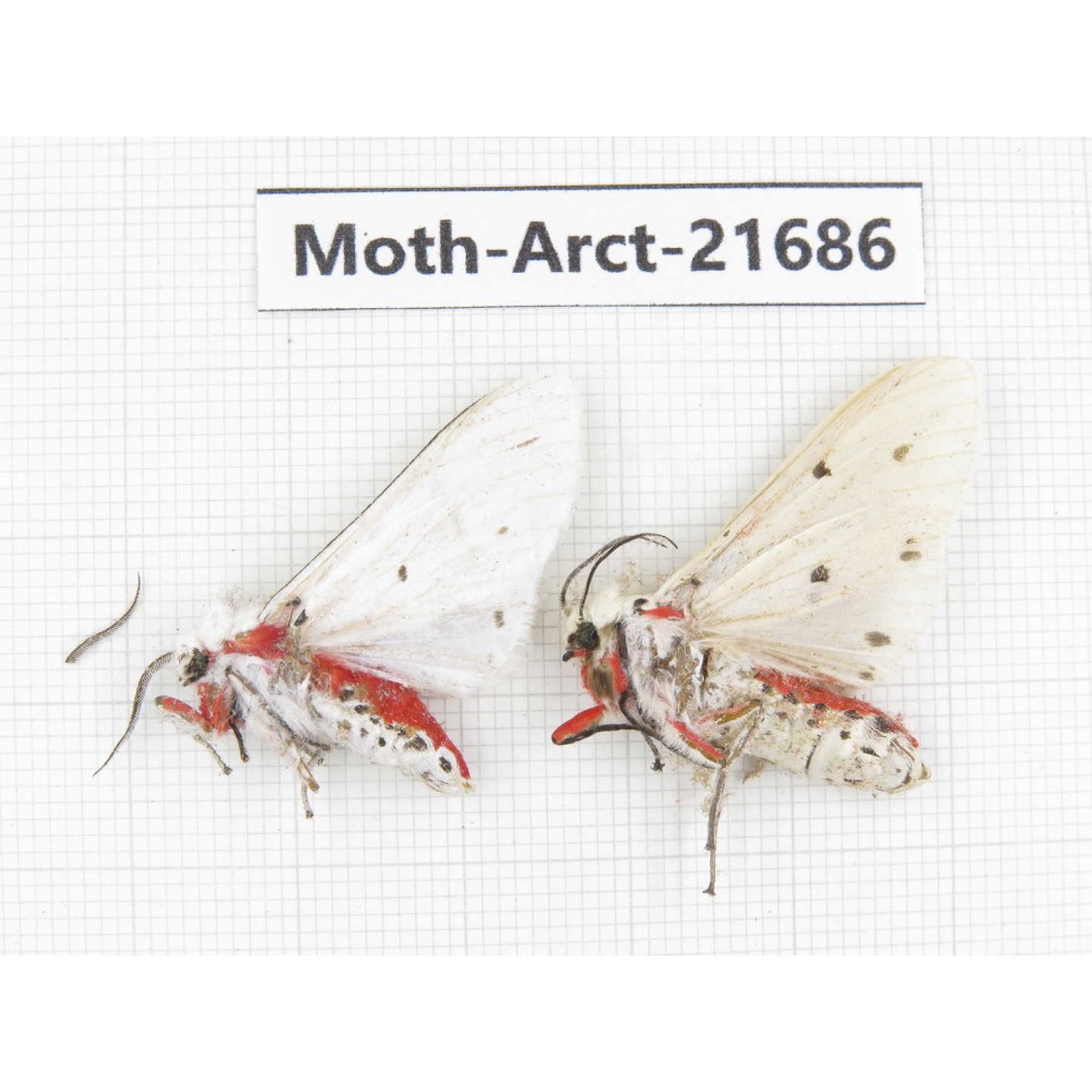 Arctiidae sp. China, Yunnan, Dali, C of Mt.Cangshan. 2Pcs. Moth-Arct-21686.