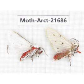 Arctiidae sp. China, Yunnan, Dali, C of Mt.Cangshan. 2Pcs. Moth-Arct-21686.