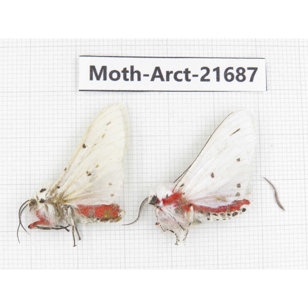 Arctiidae sp. China, Yunnan, Dali, C of Mt.Cangshan. 2Pcs. Moth-Arct-21687.