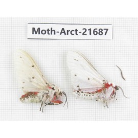 Arctiidae sp. China, Yunnan, Dali, C of Mt.Cangshan. 2Pcs. Moth-Arct-21687.