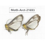 Arctiidae sp. China, Yunnan, Dali, C of Mt.Cangshan. 2Pcs. Moth-Arct-21693.