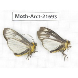 Arctiidae sp. China, Yunnan, Dali, C of Mt.Cangshan. 2Pcs. Moth-Arct-21693.