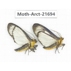 Arctiidae sp. China, Yunnan, Dali, C of Mt.Cangshan. 2Pcs. Moth-Arct-21694.