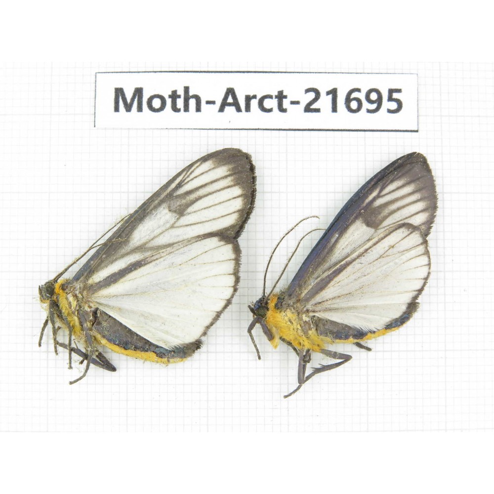 Arctiidae sp. China, Yunnan, Dali, C of Mt.Cangshan. 2Pcs. Moth-Arct-21695.