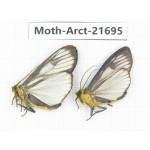 Arctiidae sp. China, Yunnan, Dali, C of Mt.Cangshan. 2Pcs. Moth-Arct-21695.