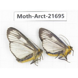 Arctiidae sp. China, Yunnan, Dali, C of Mt.Cangshan. 2Pcs. Moth-Arct-21695.