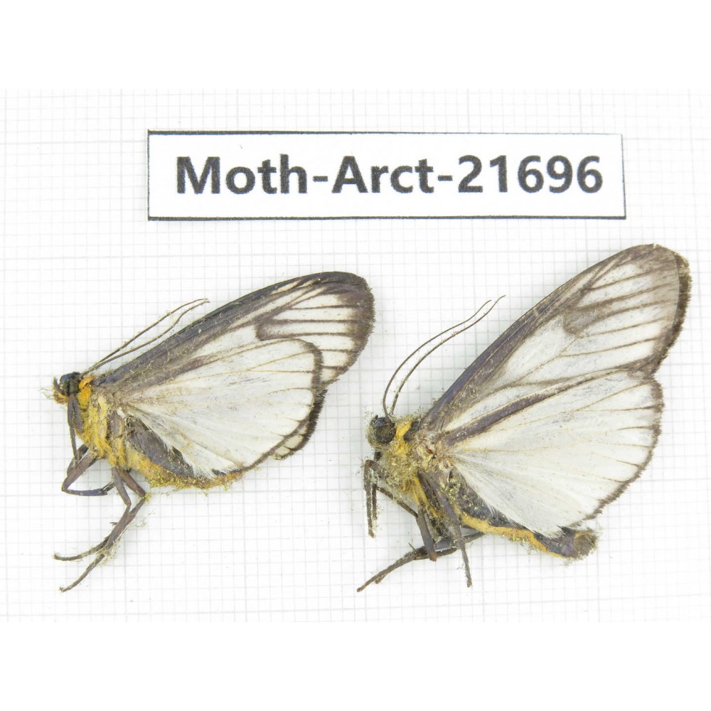Arctiidae sp. China, Yunnan, Dali, C of Mt.Cangshan. 2Pcs. Moth-Arct-21696.