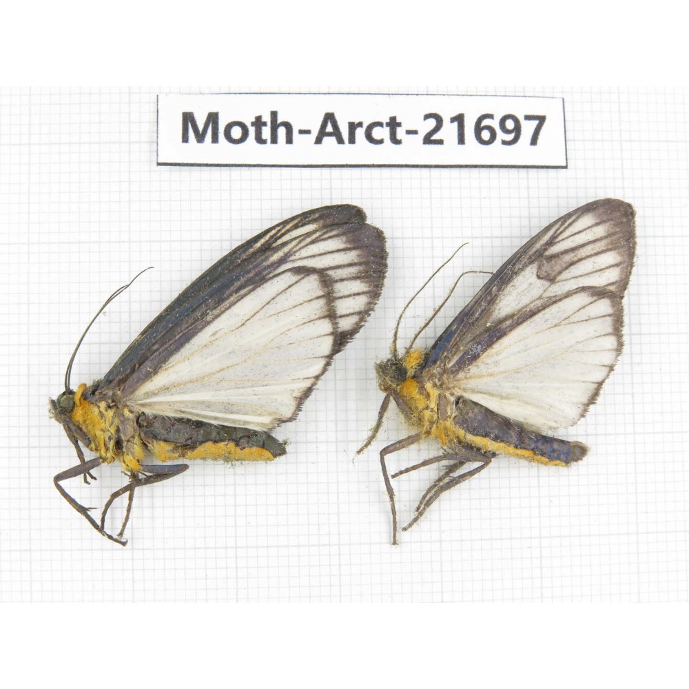 Arctiidae sp. China, Yunnan, Dali, C of Mt.Cangshan. 2Pcs. Moth-Arct-21697.