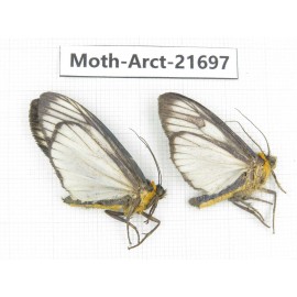 Arctiidae sp. China, Yunnan, Dali, C of Mt.Cangshan. 2Pcs. Moth-Arct-21697.