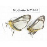 Arctiidae sp. China, Yunnan, Dali, C of Mt.Cangshan. 2Pcs. Moth-Arct-21698.