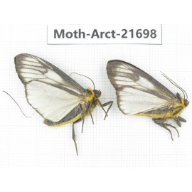 Arctiidae sp. China, Yunnan, Dali, C of Mt.Cangshan. 2Pcs. Moth-Arct-21698.