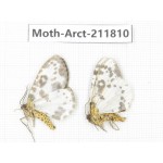 Arctiidae sp. China, Yunnan, Dali, S of Mt.Cangshan. 2Pcs. Moth-Arct-211810.