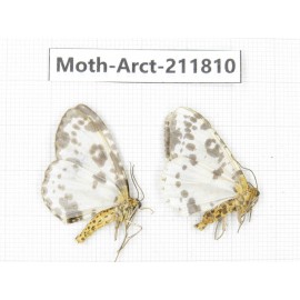 Arctiidae sp. China, Yunnan, Dali, S of Mt.Cangshan. 2Pcs. Moth-Arct-211810.