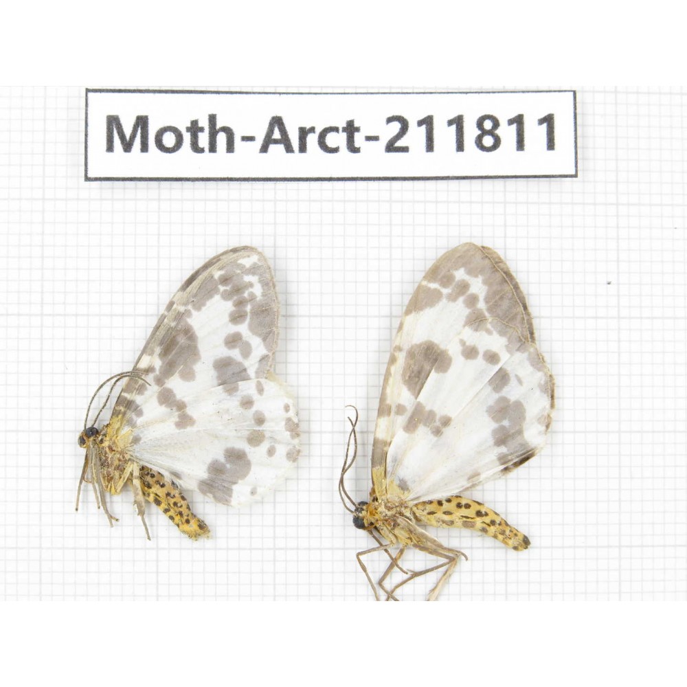 Arctiidae sp. China, Yunnan, Dali, S of Mt.Cangshan. 2Pcs. Moth-Arct-211811.