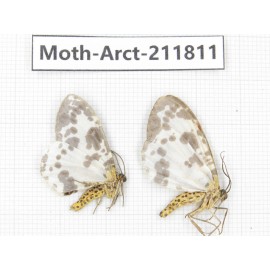 Arctiidae sp. China, Yunnan, Dali, S of Mt.Cangshan. 2Pcs. Moth-Arct-211811.