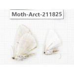 Arctiidae sp. China, Yunnan, Dali, S of Mt.Cangshan. 2Pcs. Moth-Arct-211825.