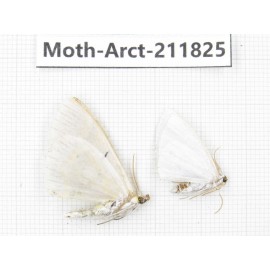 Arctiidae sp. China, Yunnan, Dali, S of Mt.Cangshan. 2Pcs. Moth-Arct-211825.