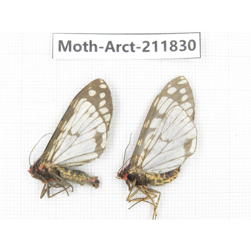 Arctiidae sp. China, Yunnan, Dali, S of Mt.Cangshan. 2Pcs. Moth-Arct-211830.