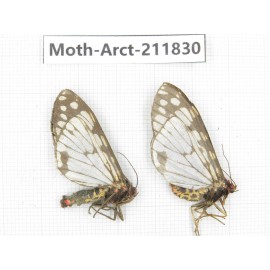 Arctiidae sp. China, Yunnan, Dali, S of Mt.Cangshan. 2Pcs. Moth-Arct-211830.
