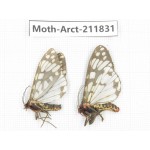 Arctiidae sp. China, Yunnan, Dali, S of Mt.Cangshan. 2Pcs. Moth-Arct-211831.