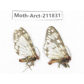 Arctiidae sp. China, Yunnan, Dali, S of Mt.Cangshan. 2Pcs. Moth-Arct-211831.