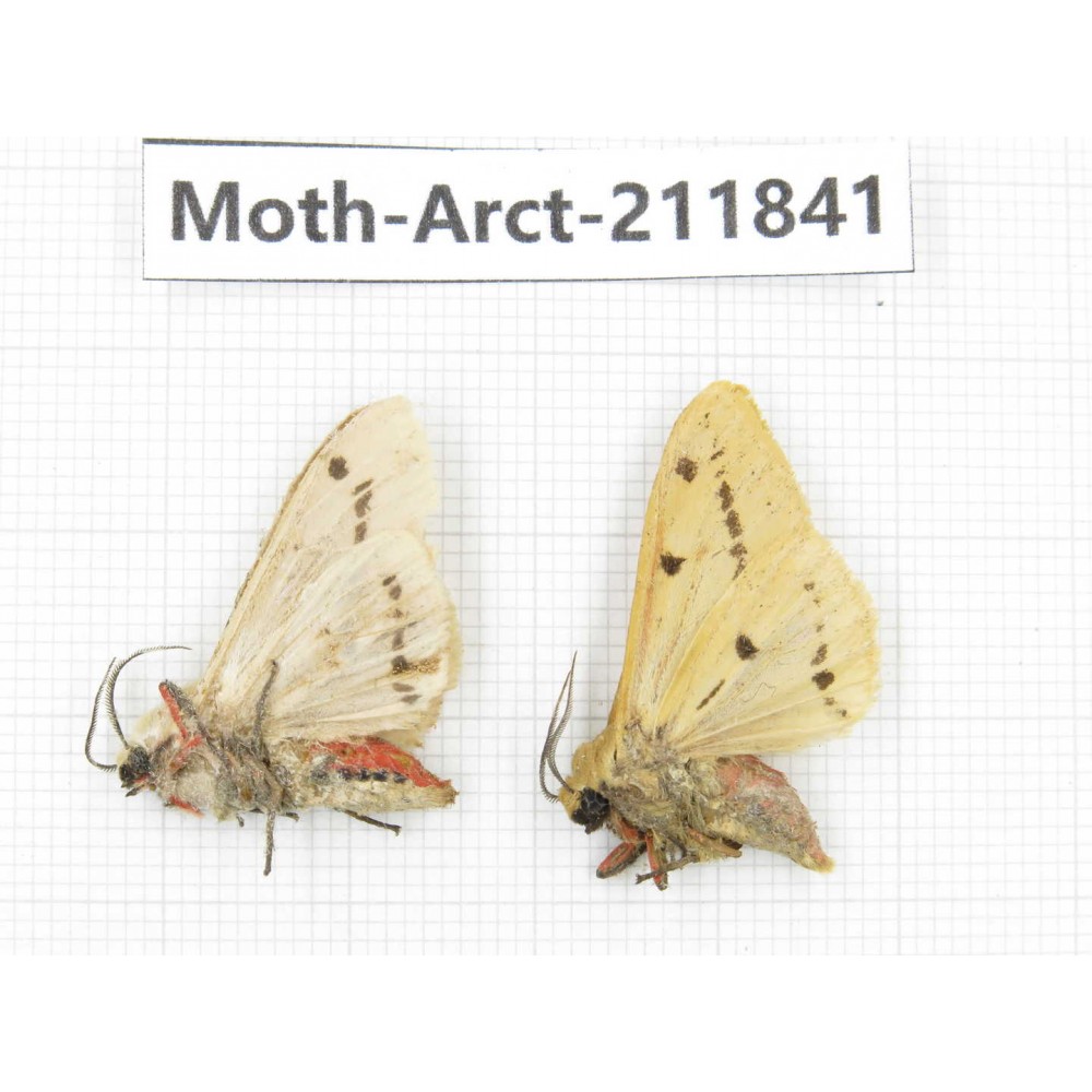 Arctiidae sp. China, Yunnan, Dali, S of Mt.Cangshan. 2Pcs. Moth-Arct-211841.