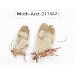 Arctiidae sp. China, Yunnan, Dali, S of Mt.Cangshan. 2Pcs. Moth-Arct-211842.