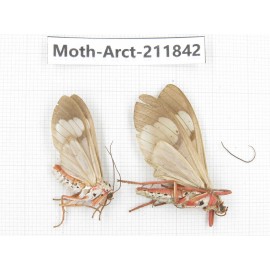 Arctiidae sp. China, Yunnan, Dali, S of Mt.Cangshan. 2Pcs. Moth-Arct-211842.