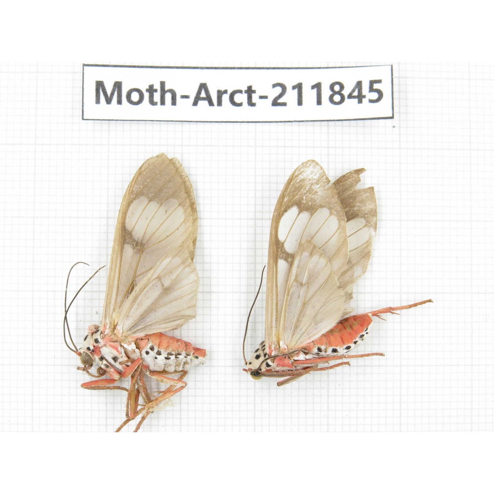 Arctiidae sp. China, Yunnan, Dali, S of Mt.Cangshan. 2Pcs. Moth-Arct-211845.