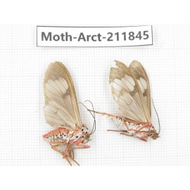 Arctiidae sp. China, Yunnan, Dali, S of Mt.Cangshan. 2Pcs. Moth-Arct-211845.