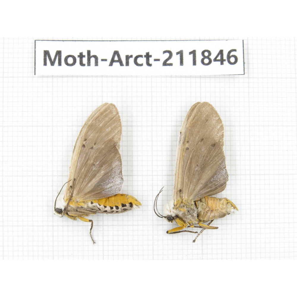 Arctiidae sp. China, Yunnan, Dali, S of Mt.Cangshan. 2Pcs. Moth-Arct-211846.