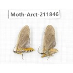Arctiidae sp. China, Yunnan, Dali, S of Mt.Cangshan. 2Pcs. Moth-Arct-211846.