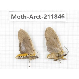 Arctiidae sp. China, Yunnan, Dali, S of Mt.Cangshan. 2Pcs. Moth-Arct-211846.