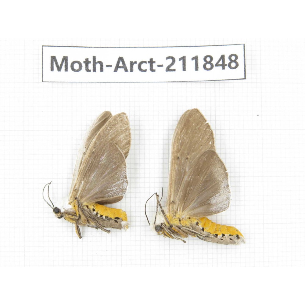 Arctiidae sp. China, Yunnan, Dali, S of Mt.Cangshan. 2Pcs. Moth-Arct-211848.