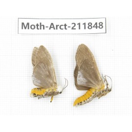 Arctiidae sp. China, Yunnan, Dali, S of Mt.Cangshan. 2Pcs. Moth-Arct-211848.
