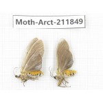 Arctiidae sp. China, Yunnan, Dali, S of Mt.Cangshan. 2Pcs. Moth-Arct-211849.