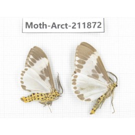 Arctiidae sp. China, Yunnan, Dali, S of Mt.Cangshan. 2Pcs. Moth-Arct-211872.