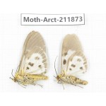 Arctiidae sp. China, Yunnan, Dali, S of Mt.Cangshan. 2Pcs. Moth-Arct-211873.