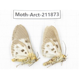 Arctiidae sp. China, Yunnan, Dali, S of Mt.Cangshan. 2Pcs. Moth-Arct-211873.
