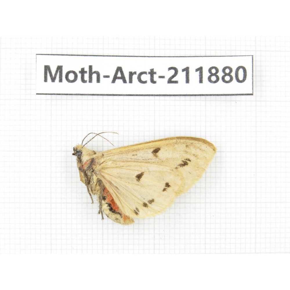 Arctiidae sp. China, Yunnan, Dali, S of Mt.Cangshan. 1Pcs. Moth-Arct-211880.