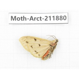 Arctiidae sp. China, Yunnan, Dali, S of Mt.Cangshan. 1Pcs. Moth-Arct-211880.