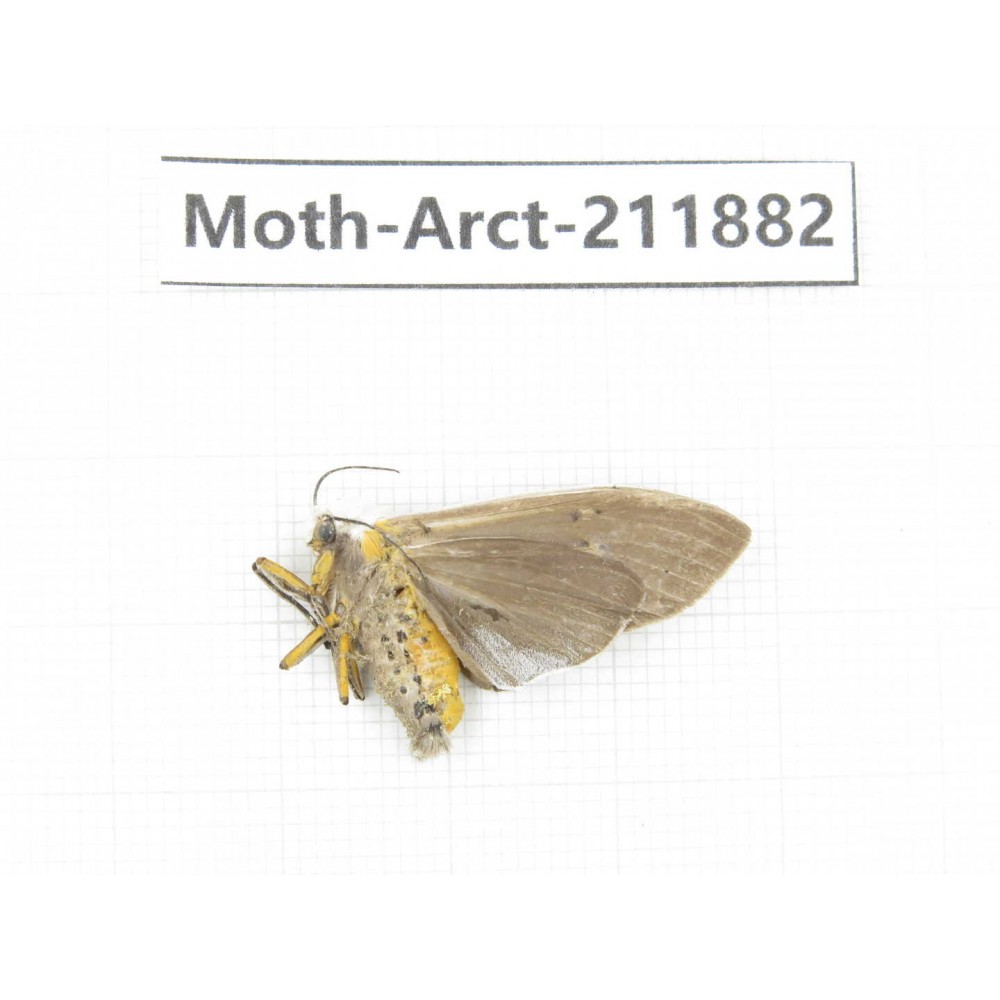 Arctiidae sp. China, Yunnan, Dali, S of Mt.Cangshan. 1Pcs. Moth-Arct-211882.