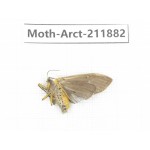 Arctiidae sp. China, Yunnan, Dali, S of Mt.Cangshan. 1Pcs. Moth-Arct-211882.