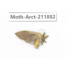 Arctiidae sp. China, Yunnan, Dali, S of Mt.Cangshan. 1Pcs. Moth-Arct-211882.